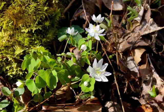 00E962A0-BD7E-4C22-BD1B-4EBBB60ECEB6